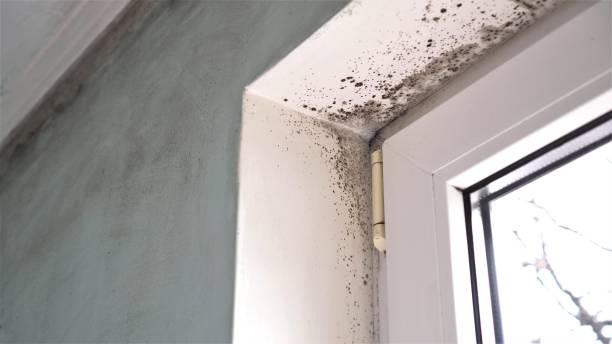 Best Residential Mold Removal  in Troutdale, OR
