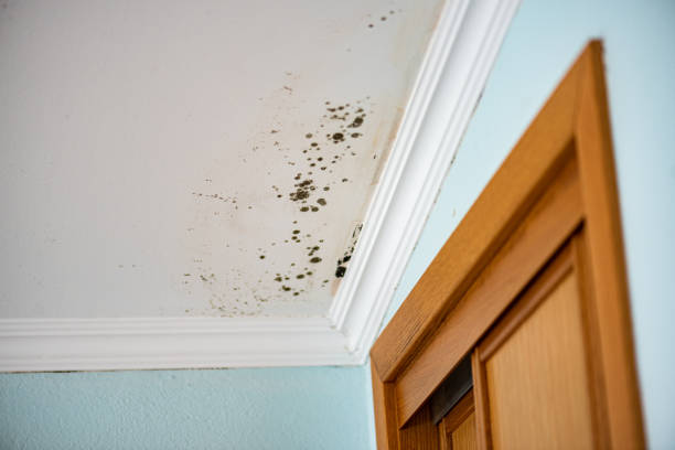 Best Toxic Mold Removal  in Troutdale, OR