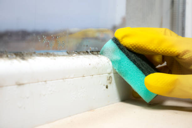 Best Local Mold Removal Service  in Troutdale, OR