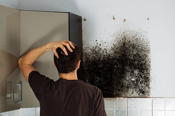 Best Home Mold Removal  in Troutdale, OR