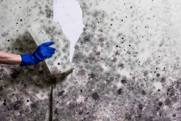 Mold Removal Process in Troutdale, OR